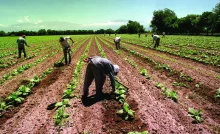 Jubilación trabajadores agrarios